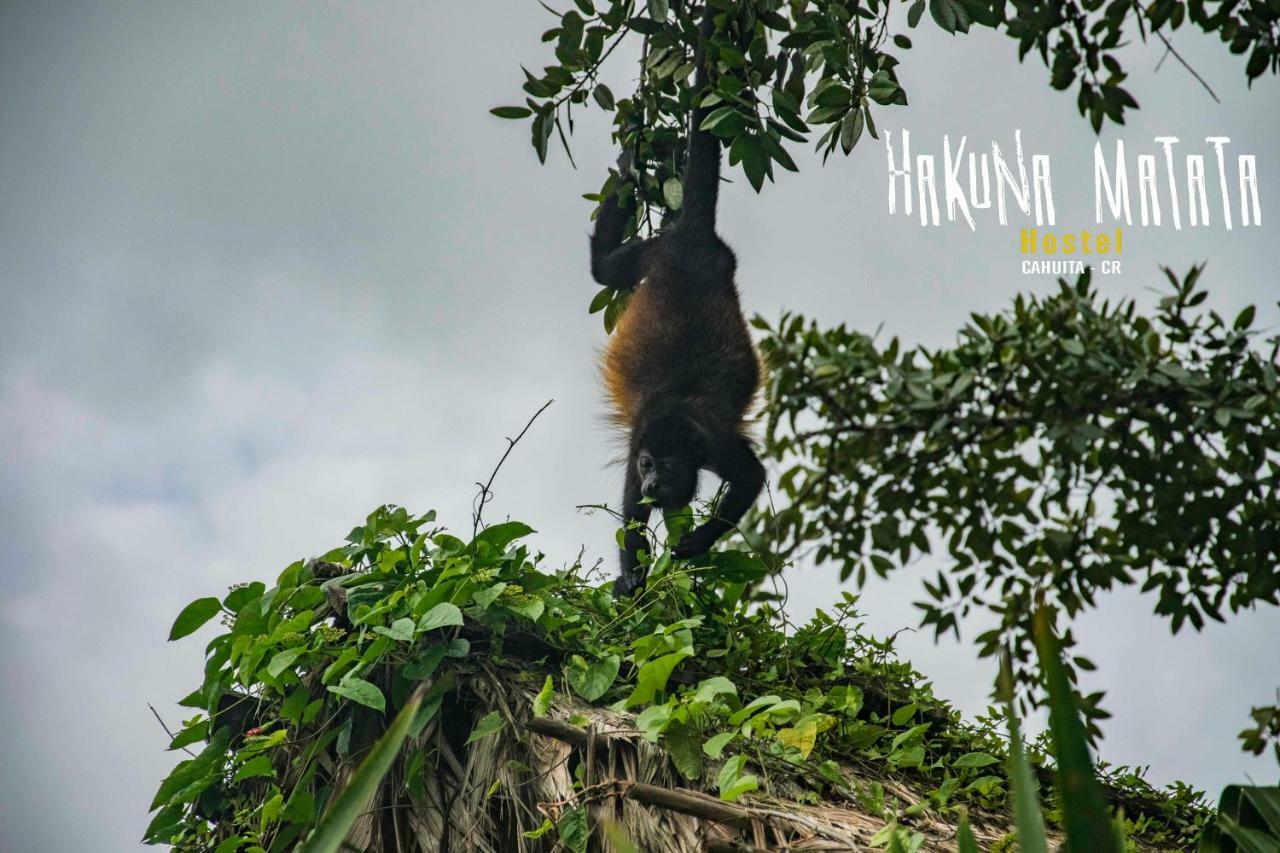 Hakuna Matata Hostelカウイータ エクステリア 写真